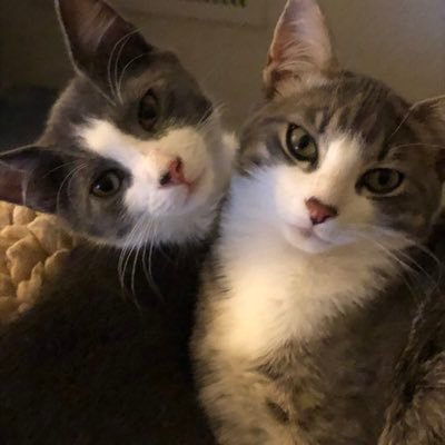 We are two meowing democats from California, we like all things furry and we dislike the big mean orange man