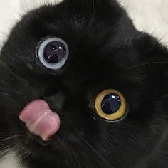 adoreiie1's profile picture. 