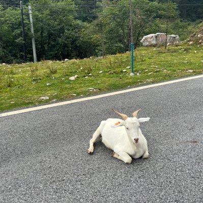 ZoeGu0430's profile picture. 