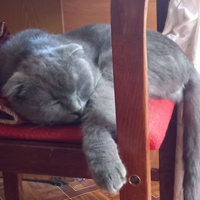 volodym70189485's profile picture. Невдаха на пенсії.