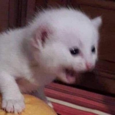 werradith's profile picture. miaw miaw