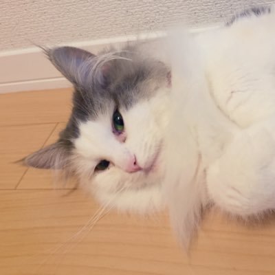 流山に住み着きミニと猫と暮らす。Network Engineer/Network Automation/Ansible/MINI/appleMINI CROSSOVER(R60)