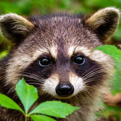 If you love Raccoon , just follow me for daily interesting post . 
DM for credit or removal please. 🦝