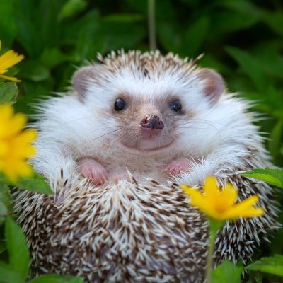 If you love Hedgehog , just follow me for daily interesting post . 
DM for credit or removal please. 🦔