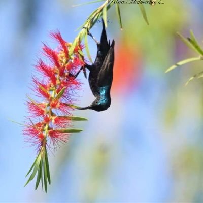 Karishm18284599's profile picture. kk