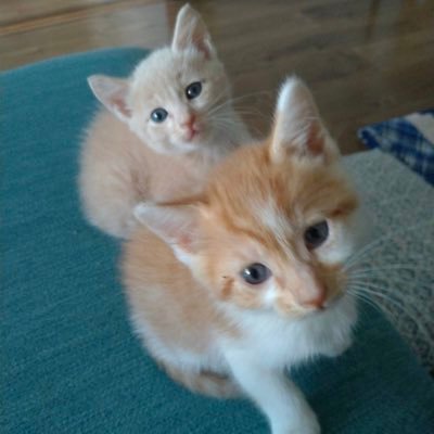 くーこ(クリーム色)おねえちゃん /ちゃこ(茶色)いもうとちゃん 2022年5月10日生まれのおてんば姉妹です YouTubeやってますのでチャンネル登録お願いします 各リンク先→ https://t.co/QIB9DKjnBA
