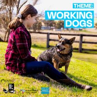 Blue Heeler Film Festival (@blueheelerff) 's Twitter Profile Photo Blue Heeler Film Festival (@blueheelerff) 's Twitter Profile Photo
