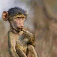 Tichafara Makwanya (@tmak10) 's Twitter Profile