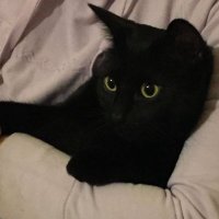 くろ＠仮想通貨 (@black_p999) 's Twitter Profile Photo
