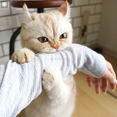 INFJꕥ