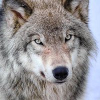 Farrrrrrrrrrrrgo (@rlckychen) 's Twitter Profile