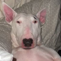 Mook.eth (@mook_eth) 's Twitter Profile