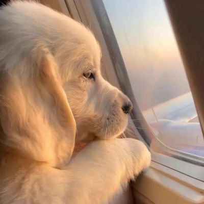 EkiraYu's profile picture. Violin