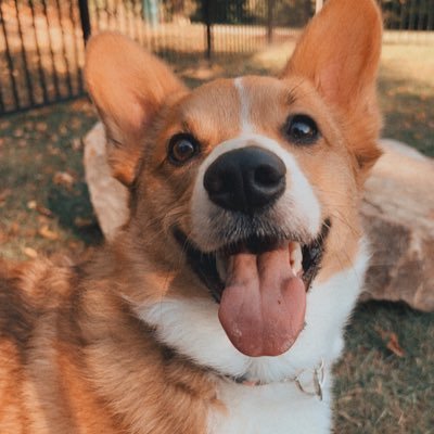 My name is Oliver and I’m a Welsh Corgi. My fav snacks are blueberries I love following my mama around 💕 and I’m 3 years old! DOB: 2/14/2019