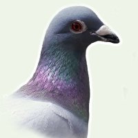 DS Merry (@dove_merry) 's Twitter Profile Photo DS Merry (@dove_merry) 's Twitter Profile Photo