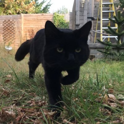 イギリス住みの猫好きです🇬🇧 無言フォロー失礼します。2022年7月に迷い猫さん(推定1歳)を保護しました🐈⬛💨 ロンドン郊外で自由気ままに過ごす黒猫「ずつちゃん」の暮らしをご覧ください。フォロー、リポスト大歓迎です😊