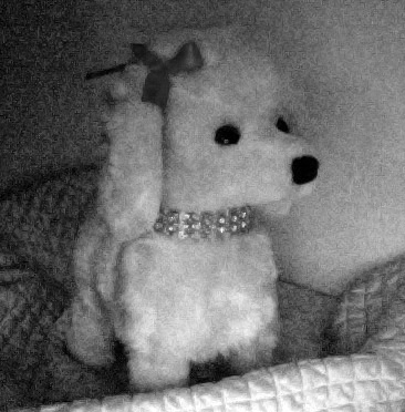 I am Marilyn Diamandis, pampered pooch of Marina (& the diamonds) Diamandis. I am a BITCH and proud!!!