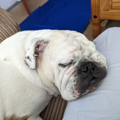 Hello world, I'm a loveable 6 year old English Bulldog. I love to sleep, hate playing with any toy and I'm nicknamed Dory as I forget......what was I saying?