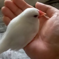 チビ (@chibimurakami) 's Twitter Profile