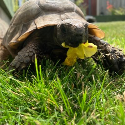 Prince of Shelldonia. Cucumber connoisseur. Best friend of @LucyVAndrew. Editort-in-Chief at The Reptile Files. I'm a royal tortoise. Deal with it!