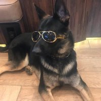 Porterthedog (@porterthedog_) 's Twitter Profile