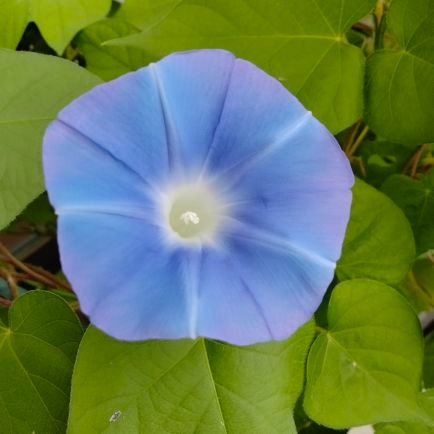 zzr599's profile picture. 