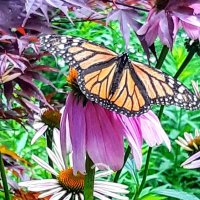 Nancy🐝🦋🌱 (@nancyhamont) 's Twitter Profile