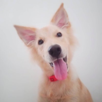 cuyno20256373's profile picture. 