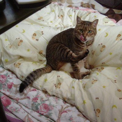 ohisama52's profile picture. ♀　趣味は読書とクラシック音楽鑑賞、お酒、ジグソーパズル作成。たまにピアノを弾いたりしています。ウォーキング再開しました。現在2～3㎞ほど歩いています。猫好き。メッセージは基本していません、ご容赦を。 #読書 #読了 #クラシック音楽  #お酒 #ジグソーパズル #ウォーキング #読書好きな人と繋がりたい