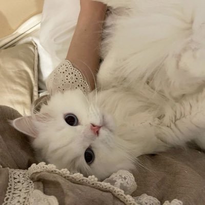 取引　成人済み
