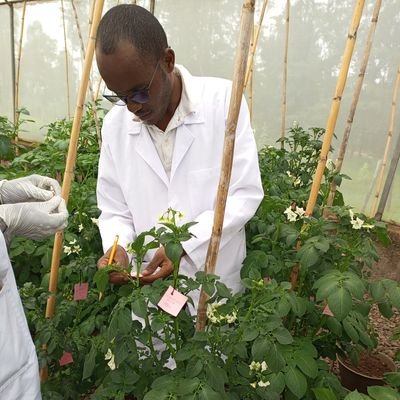 Researcher, Potato research department at Holetta ARC, EIAR.