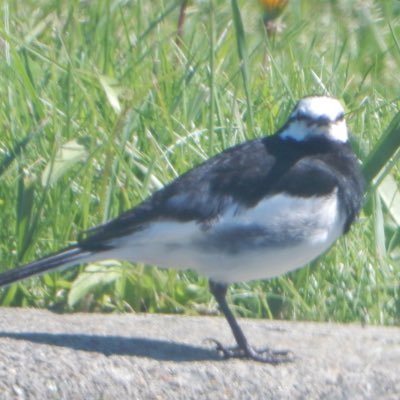 missrinchan's profile picture. 最近の流行り曲にはついていけない50代おじさん