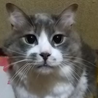 猫又太郎丸(ヒロポン) Profile