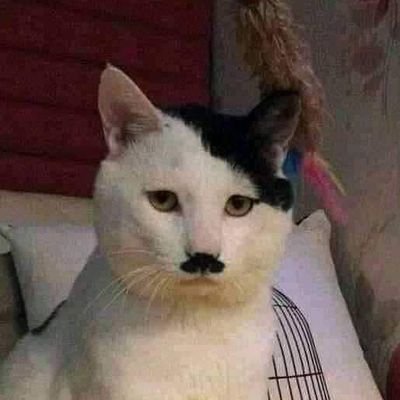 HoD_QT_Studies's profile picture. Head of Department, Cutie Studies (CS), Indian Institute of Important Topics (IIIT).
Drinker of tigress milk.
Chief Akārānta Enforcer, Dravidian Khalsa Empire