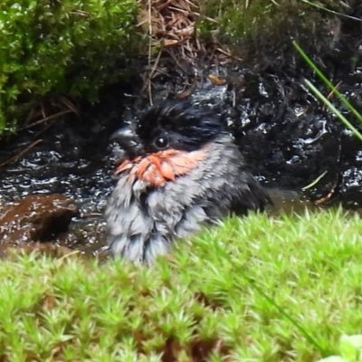 野鳥関連のツイートがメインのアカウントです。