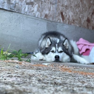 家にハスキーのRio がいます。趣味は、写真とフルート。田舎の暮らしの写真と犬のこと主に呟きます。無言フォロー失礼します。無言フォローOK🙆‍♀️ 副業🙅