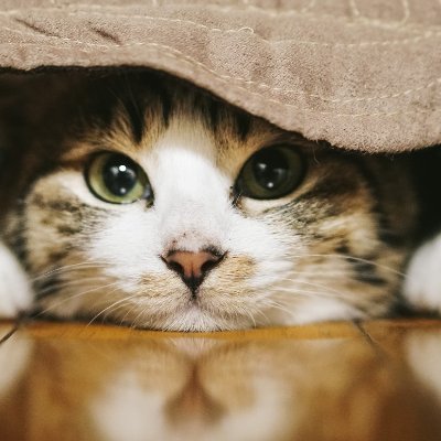 猫と戯れてると癒されます。ゲーム中は時間を忘れてます。私の取説はそんな感じ。
ディアンジェロ、ゼルダ、お絵描き、アニメ、美味しいもの。