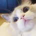 Moly_ (@moly_niki) Twitter profile photo Moly_ (@moly_niki) Twitter profile photo