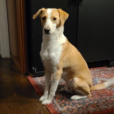 Willie 🐕  I'm 4yrs old. im told im a whippet/hound mix and probably more. my hobbies are, jumping on people, giving excessive kisses, playing with my gf