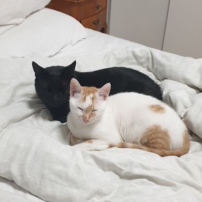 mly_bn's profile picture. מעבר מהשמאל לימין, אוהבת בעלי חיים ובני אדם, משתדלת להיות בת אדם.