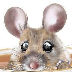 ratonsev's profile picture. Soy un simple ratón sevillano. Vivo agradeciéndole a @LipasamSevilla y @Ayto_Sevilla el buffet libre en el que han convertido las calles de mi ciudad 💩