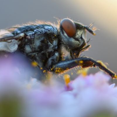 Amateur photographer. Enjoy photography of all things nature! Currently using a Nikon D500. All 📸 my own except RT or stated.