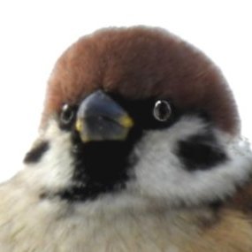Ykoba791's profile picture. ｘR好き量産型のプログラマー
ひっそりOpenCVとかWebGLとか。