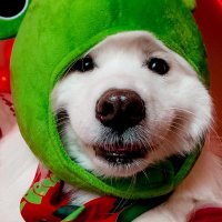 Christoffer (@nitrosgg) 's Twitter Profile