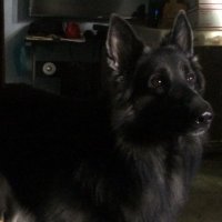 Tania Shadow (@tas1293) 's Twitter Profile Photo Tania Shadow (@tas1293) 's Twitter Profile Photo