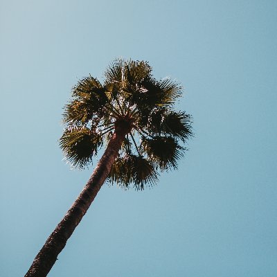 Palm_xtree's profile picture. 