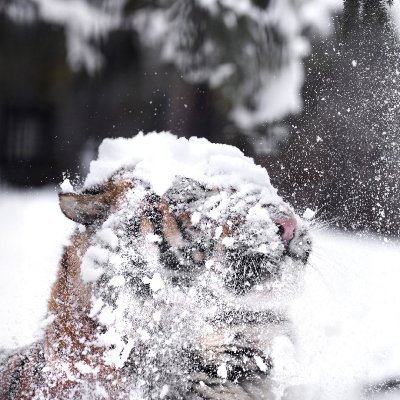 runingbaby's profile picture. 倒计时奔跑🏃‍♀️