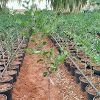 مزرعه السدر الصيني (@h_alsdr) 's Twitter Profile Photo