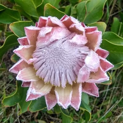 CFvanDev's profile picture. 