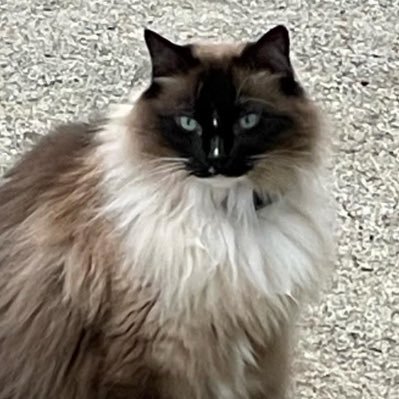 Angelpaw's profile picture. I love horseback riding, Animals, a lot of tv shows, RolePlaying, and video games. My cat’s name is Xena.